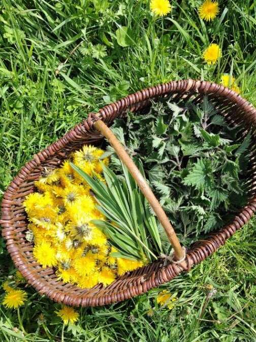 Plantes et mythes en Bretagne