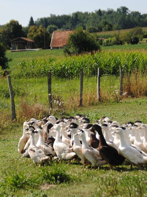 Ferme Beyris Guilhem