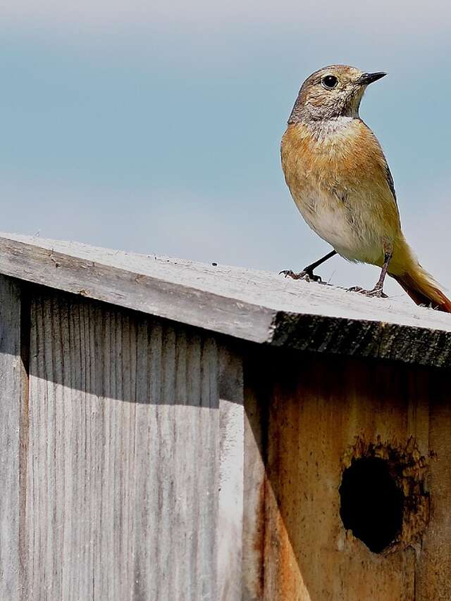Atelier Brico'nature “Nichoirs à oiseaux”