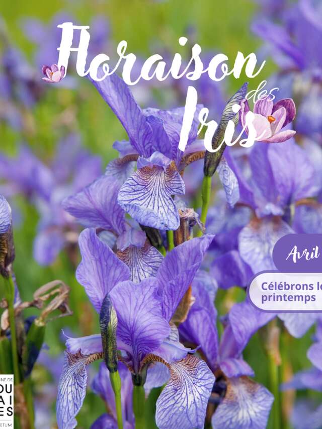 Découvrez les Iris au Domaine de Poulaines