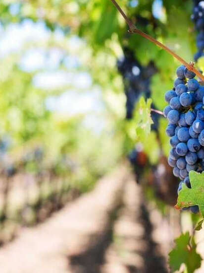 Immersion vigneronne au Domaine Sauvète