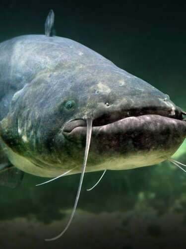 Aquarium de Touraine