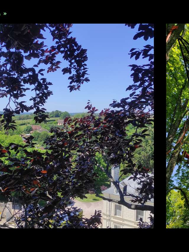 Grimpe d'Arbres - Arbre & Cimes