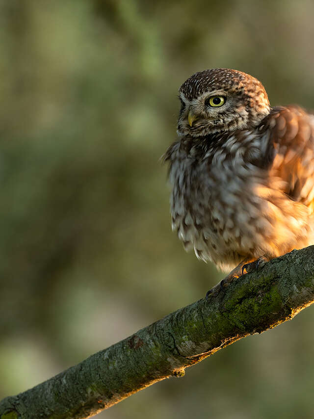 Nuit de la chouette avec Sologne Nature Environnement à Sassay