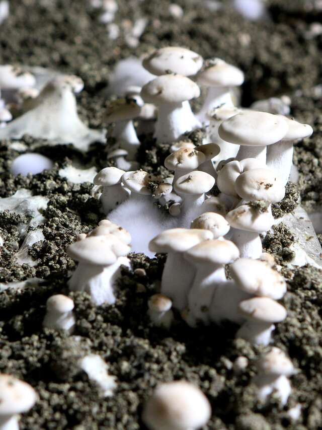 Cave champignonnière des Roches