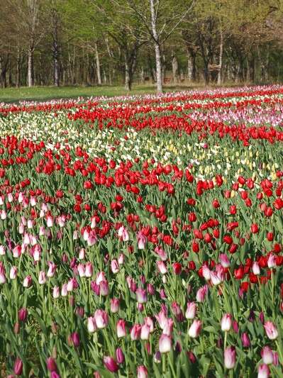 Jardins des Tulipes du château de Cheverny