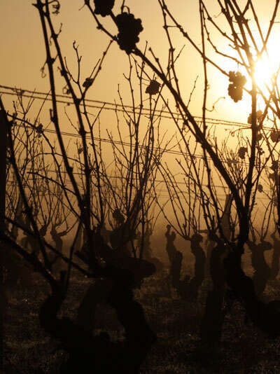 Domaine des Pierrettes