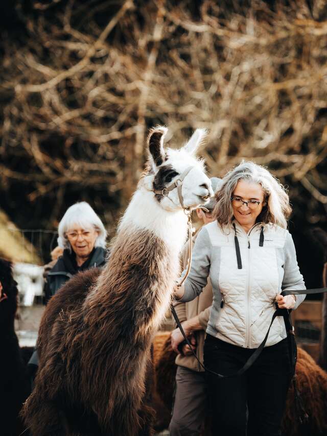 Lama Émoi