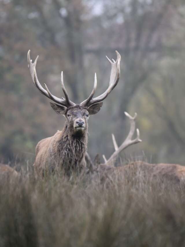 Brame du cerf en Sologne avec Plume de nature