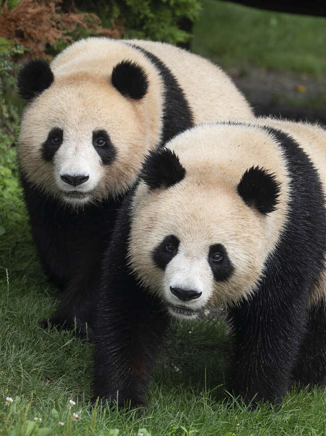 ZooParc de Beauval