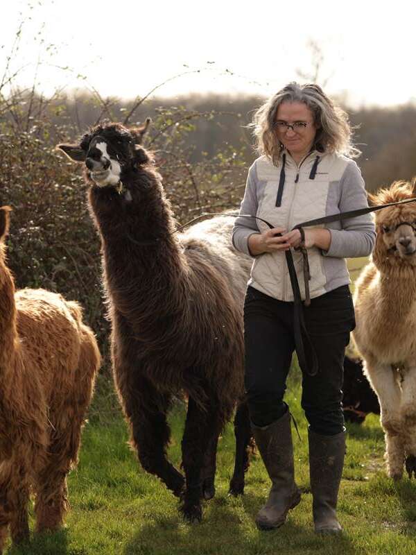 Balade d'Halloween avec les lamas et les alpagas
