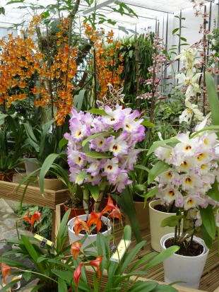 L'orchidium
