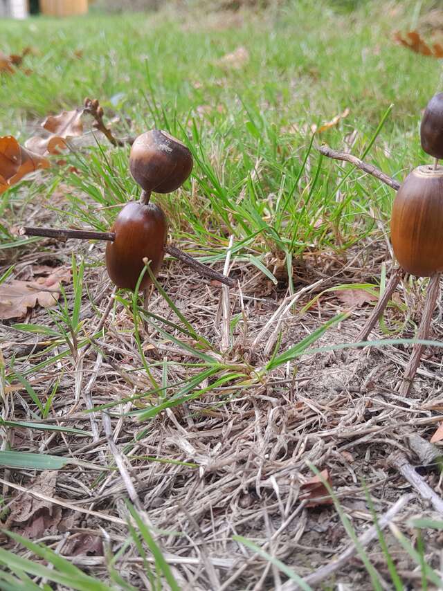 Créations végétales de fin d'année