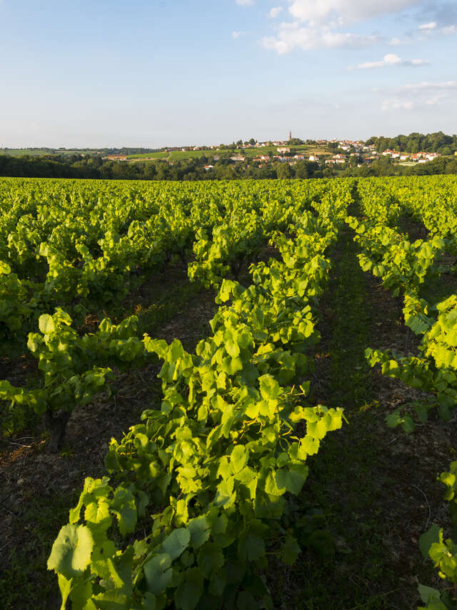 Boucle circuit vignoble du Bois Joly