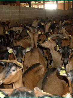 LA FERME DES ALPINES