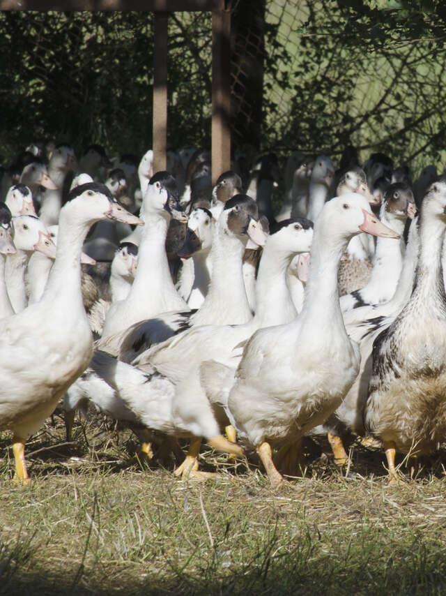 Ferme de Marie-Pierre et Yves Robert - Foie Gras Robert