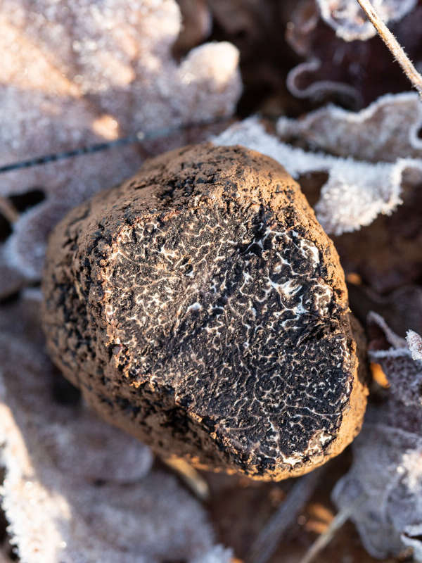 Marché aux truffes de Cuzance