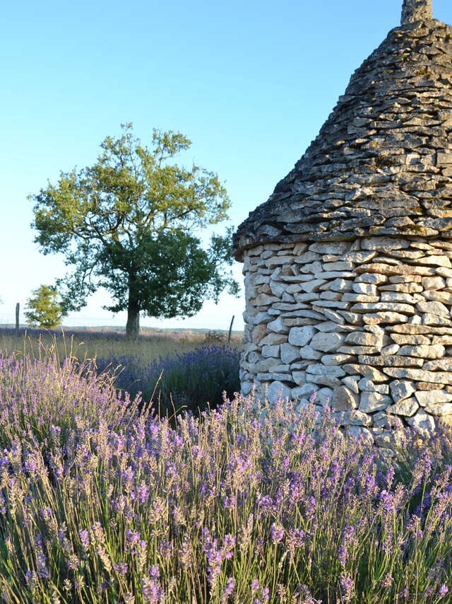 La Cigale du Causse