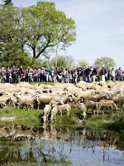 Transhumance de Rocamadour à Luzech