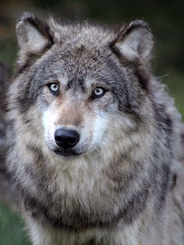 Parc Animalier de Gramat