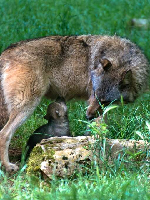 Parc Animalier de Gramat