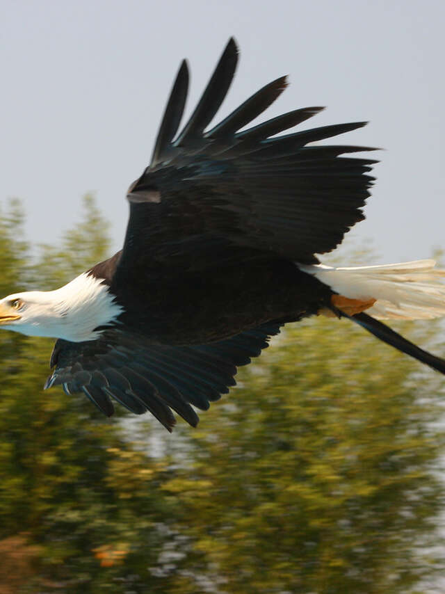Ecoparc du Rocher des Aigles