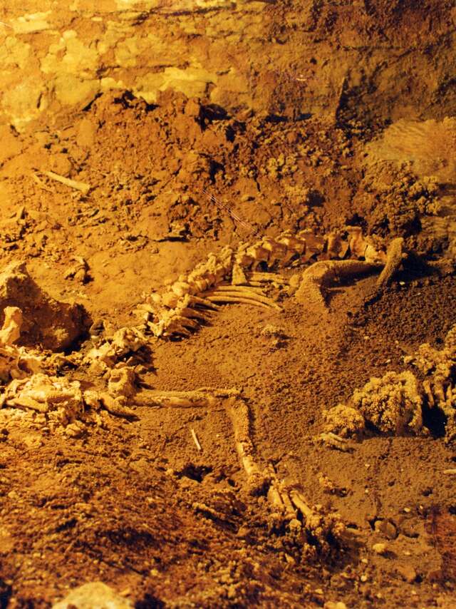 Exposition de paléontologie : La lionne préhistorique sur nos Causses