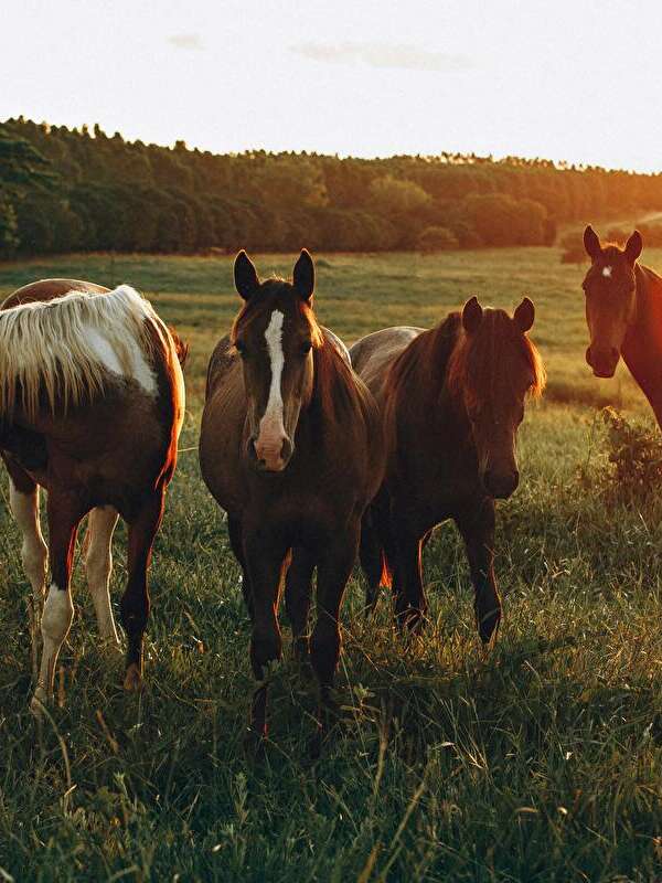 Journée au profit de la cause animale
