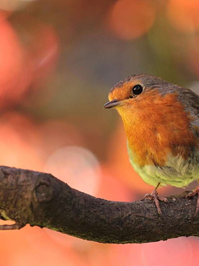 Journée faune ! au Jardin Bourian