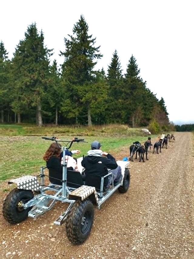 MEUTMATAH - CHIENS DE TRAÎNEAUX