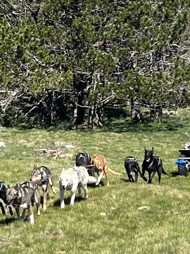 MEUTMATAH - CHIENS DE TRAÎNEAUX