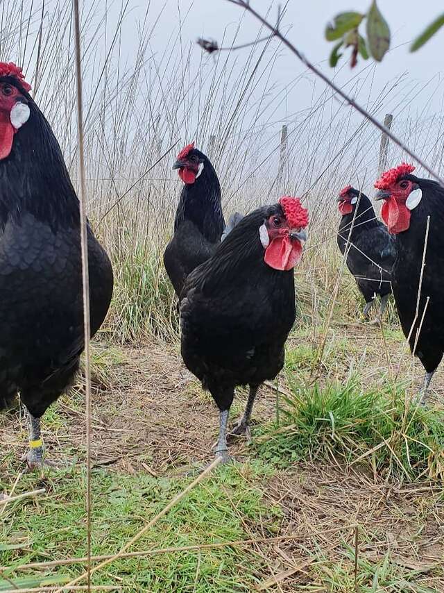 FERME DE LA POULE NOIRE