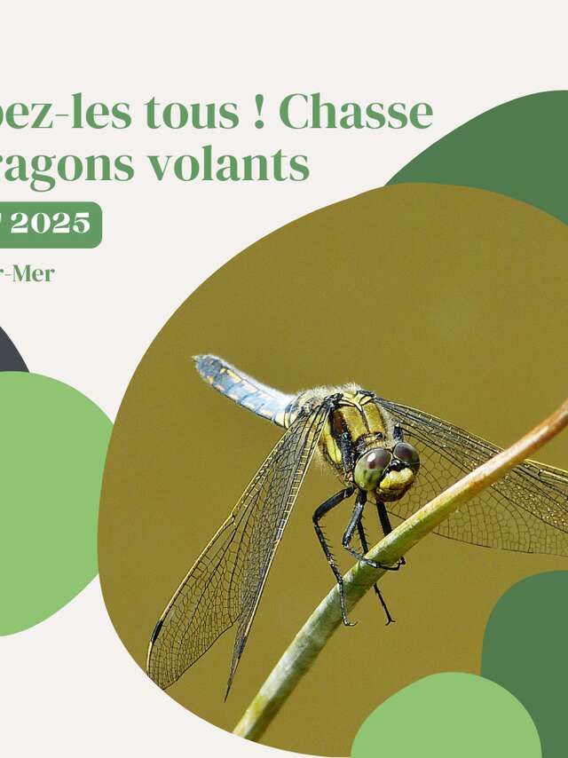 Attrapez les tous ! Chasse aux dragons volants