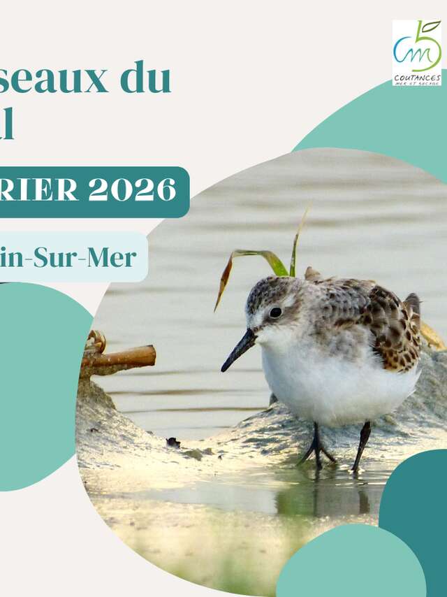Les oiseaux du littoral