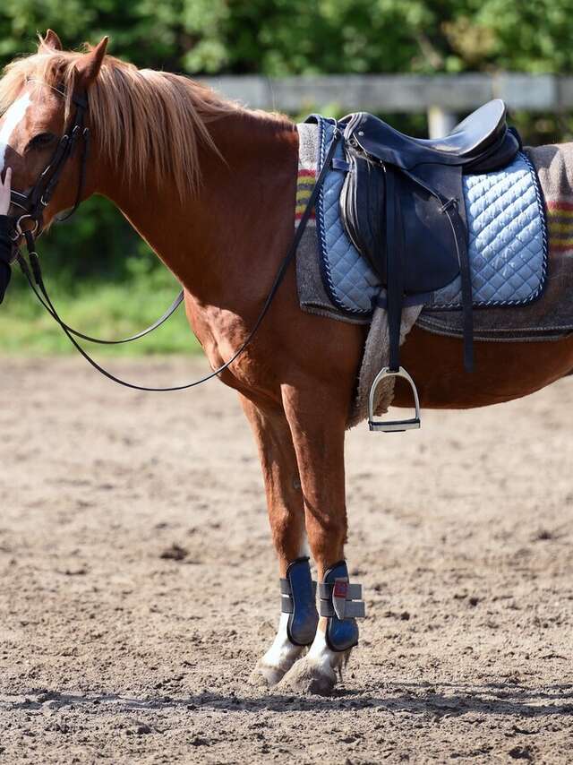 Concours équestre de saut d’obstacles