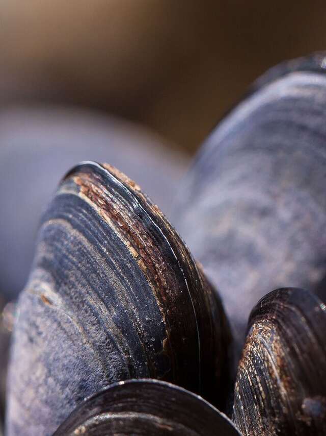 Fêtes des moules