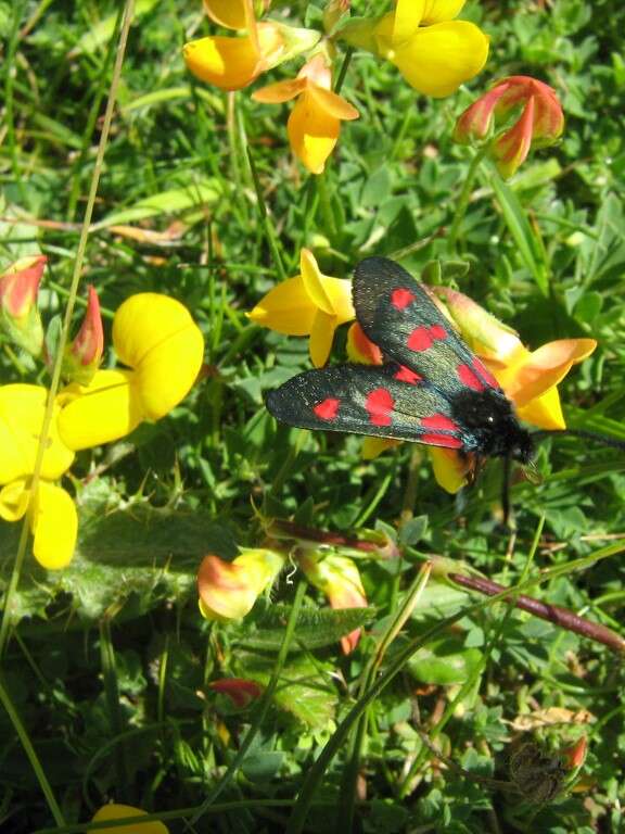 Papillons et Cie dans les dunes de Gouville-sur-Mer