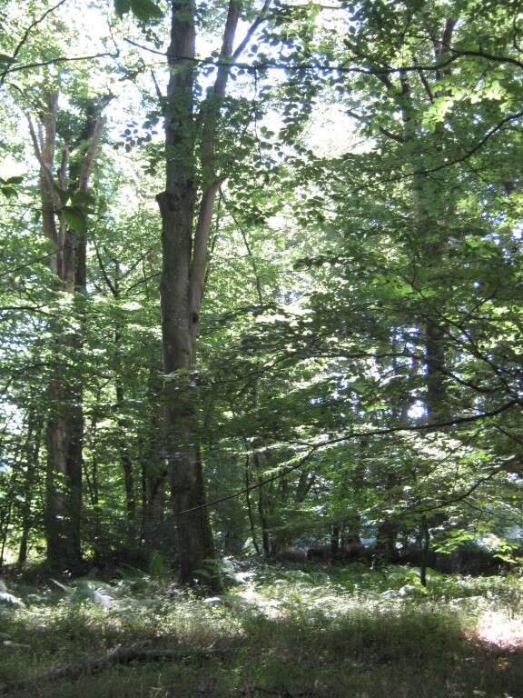 Auprès de mon arbre