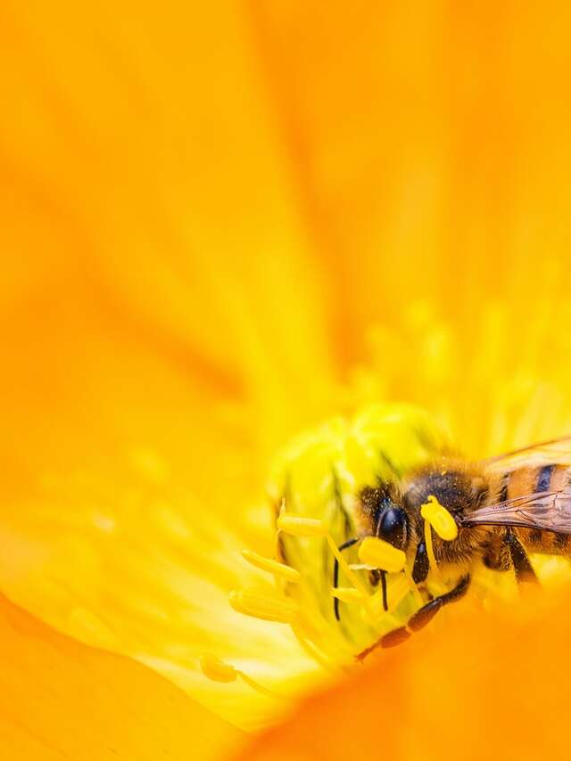 Il faut sauver les abeilles
