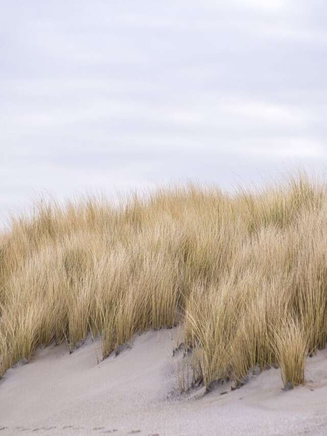 Balade : découverte des dunes