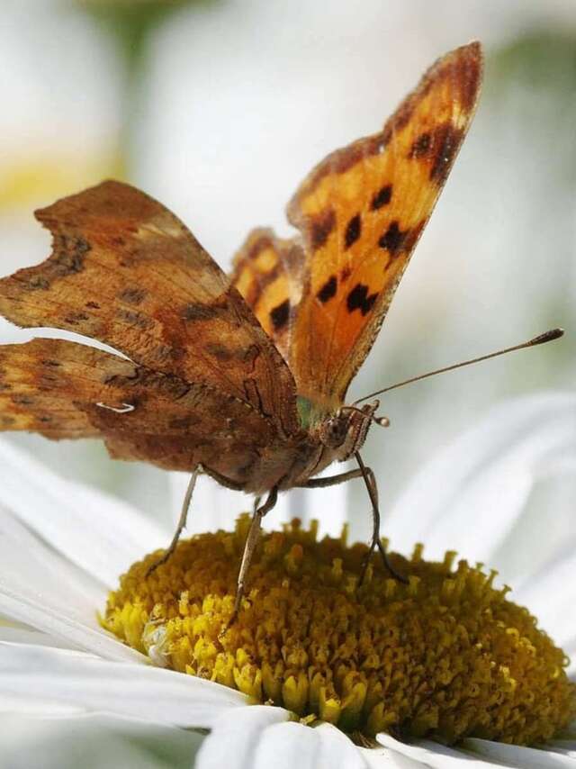 "Petites bêtes de nos jardins"