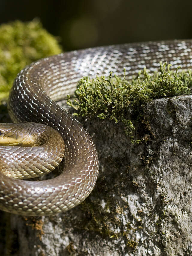 Sortie reptile