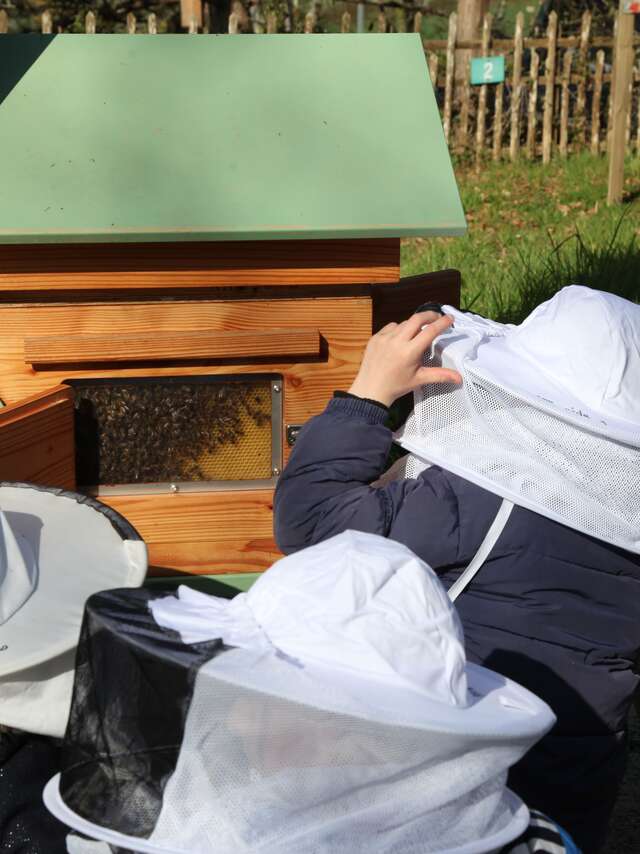 Stage "De la Fleur Ô Miel" - Les Abeilles Mayennaises