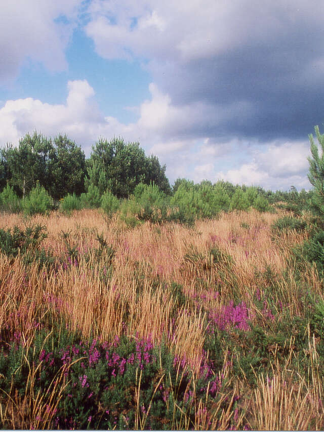 VP 17 - Circuit des landes de Pinieux et de Lanvaux