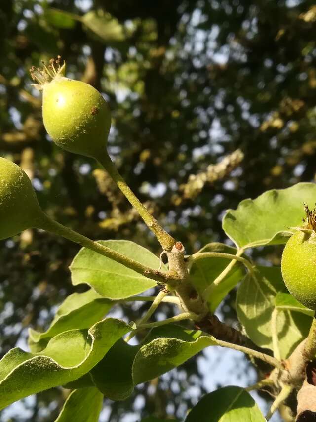 Portes ouvertes à la ferme des grimaux