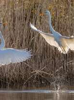 Exposition photographies "La nature révèle le vivant"