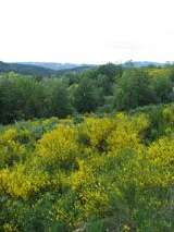 Forêt domaniale de la Feuillade