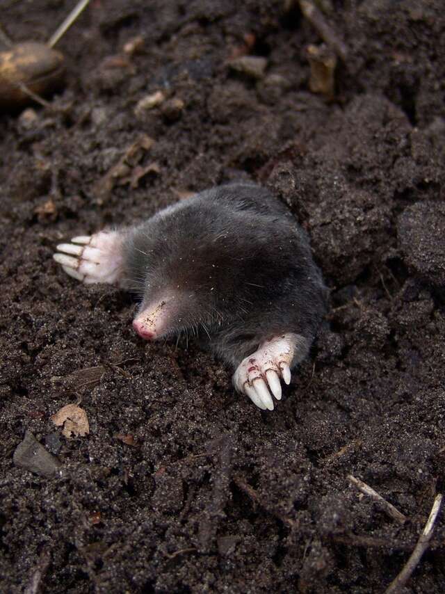 Sortie nature en famille - Sol, le monde invisible