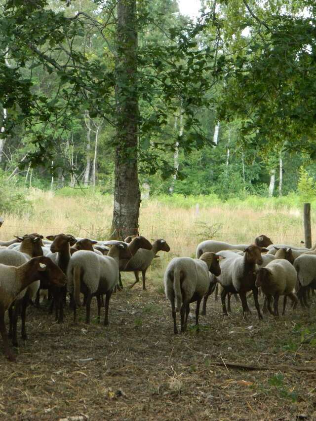 Découverte d'un écopaturage