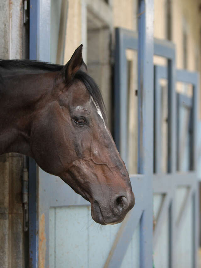 LE HARAS DE TARBES